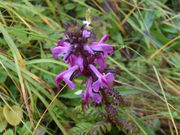 daniyamȃ猬x̓eʐ^5