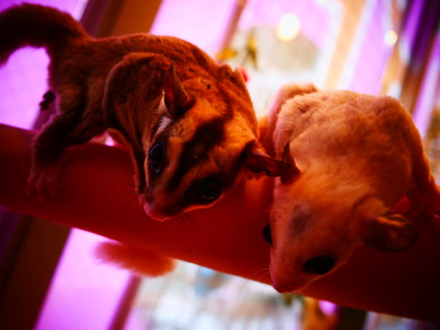 �Ƃɂ����ڂ��N���N���ł��킢���I_�R�c���C�g�@���É���{�X