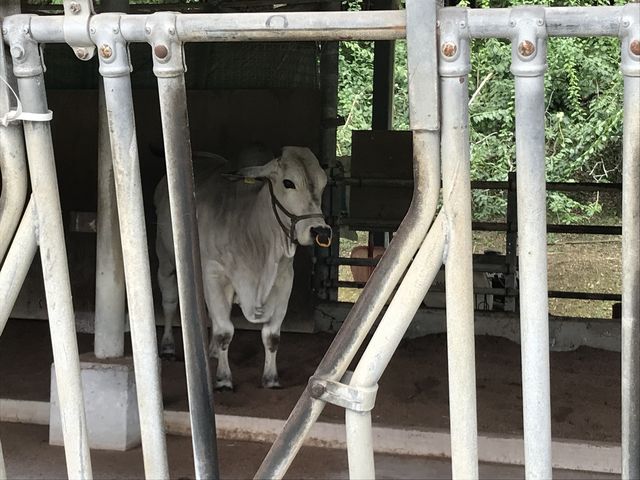 �������ł��B���i�����ꂽ�z���X�^�C�����傫�������ł��B_��t���@���_�̂���