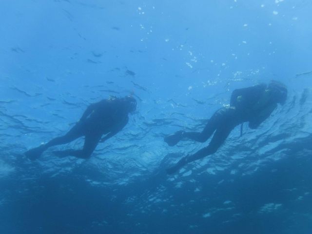 �����ĎB���Ă��ꂽ�ʐ^_�G�R�T�[�t�@�[