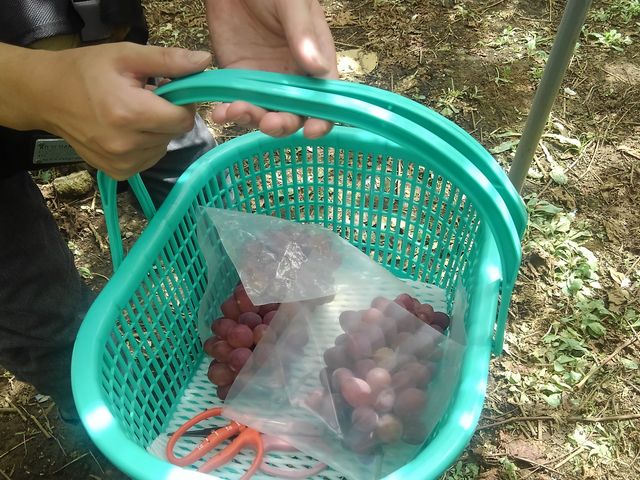 �W�����{�����E�߂̕i��_���H���ƂԂǂ����@�Î����i�R�W���G���j