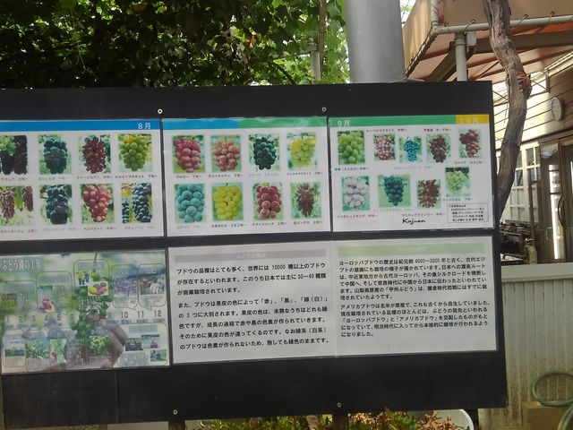 lXȕi̕肪y߂܂BVC}XJbgc_HƂԂǂ@ÎiRWGj