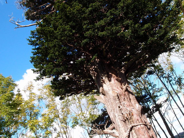 �T���x�c����̒��ŁI_�T���x�c����