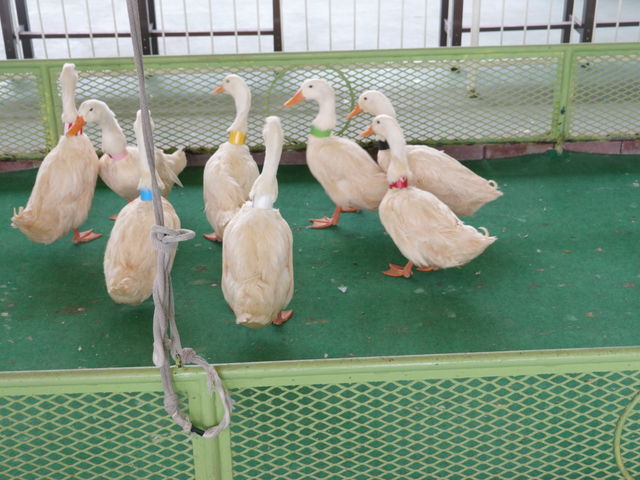 �A�q���̑I��̊F����_�ʕ{����