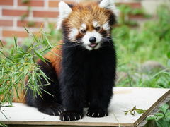 東武動物公園の写真一覧 じゃらんnet