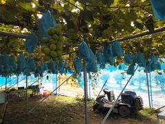 L񂳂̐_{όʎւ̓eʐ^1