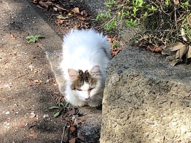 �����܂���_���P�Y����