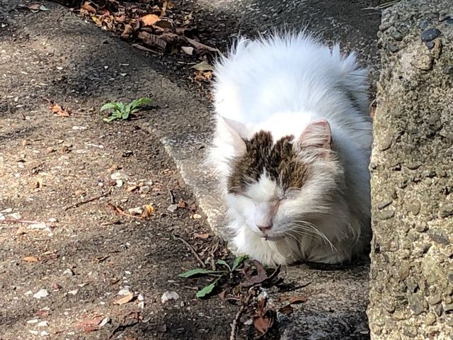 �Q���Ⴂ�܂���_���P�Y����