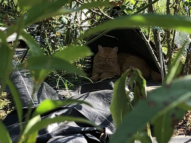 ���̓������H�̉��̔L_���P�Y����