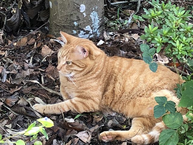 �W�]��ɍs���r���ɂ����L_���P�Y����