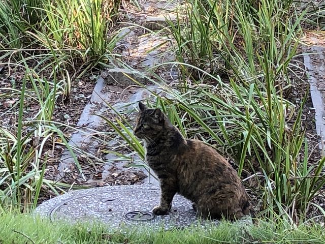 �c��ڂɂ����L_���P�Y����