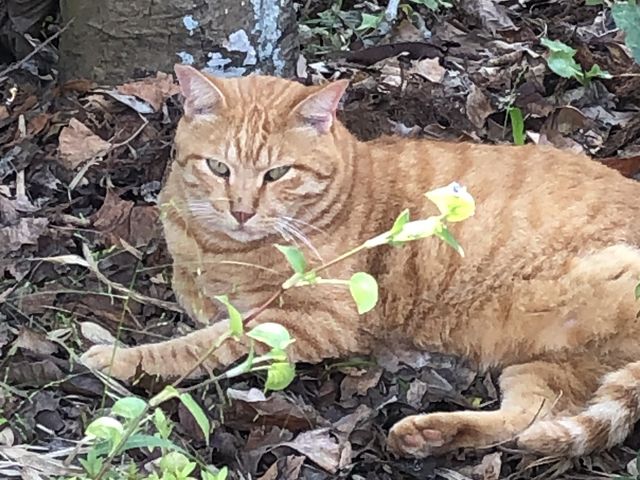 �W�]��̔L�A�A��ɂ��܂�����_���P�Y����