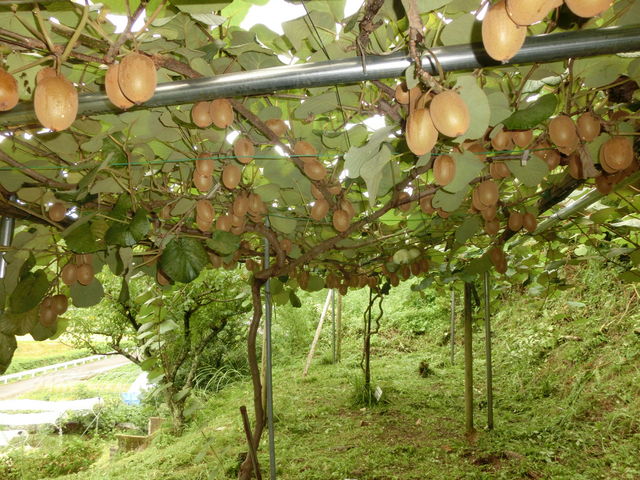 �L�E�C����t�@���낢��Ȏ�ނ������Ă�
_�^�y��