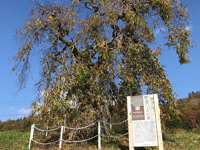 kPĂ郉C_[̐̂I̓eʐ^1