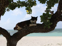 񂳂̃RhCr[`ւ̓eʐ^1