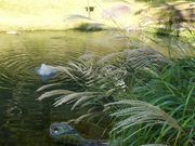 �j�R����񂳂�̖����r�i�~�o���j�̓��e�ʐ^1