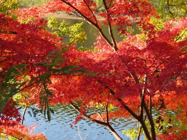 ���[�~���J�i�Δȁj�̂��݂�_���[�~���o���[�p�[�N