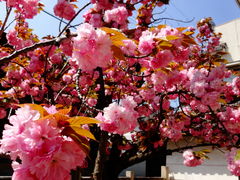 ���ǁ[����̊��䎛�ւ̓��e�ʐ^1