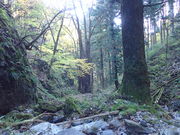 }Cann̉hR̐{̓eʐ^1