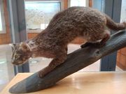 �O���ڂ̂��₶����̊��Ȑ��\�쐶�����ی�Z���^�[�̓��e�ʐ^1