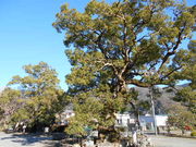 �g�V���[����̖{�����̑�N�X�m�L�̓��e�ʐ^1