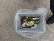 SQ983̃tBbVOܓ^̓eʐ^1