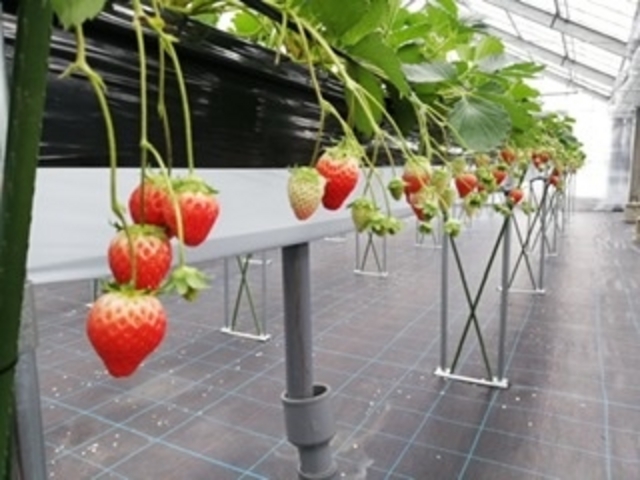 ��R��䕁I_�Ƃ悳��t�@�[����������