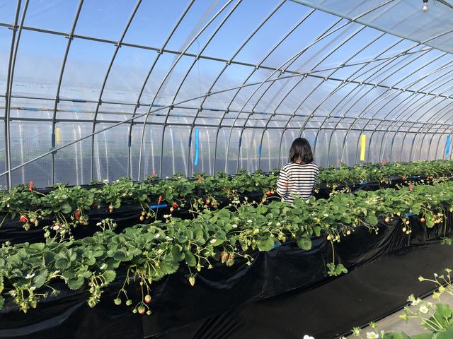 �q�������₷���ł�_�ό����������@�x���[�����n�E�X