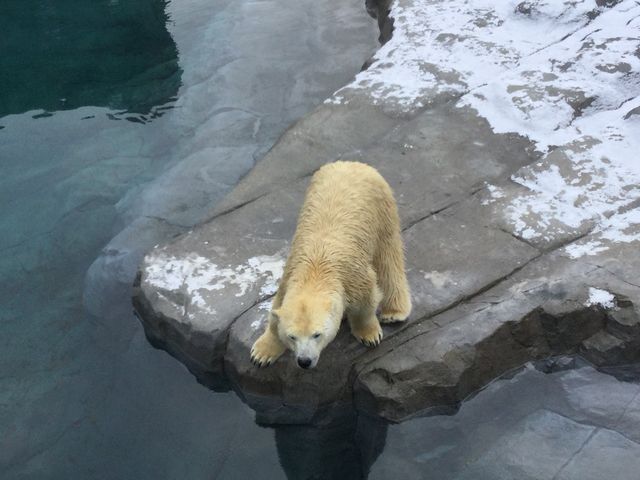 �V���N�}_�~�R������