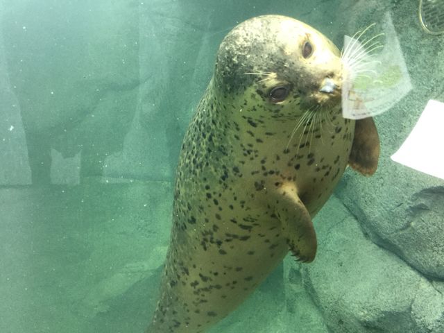 ���܂����炵_�~�R������