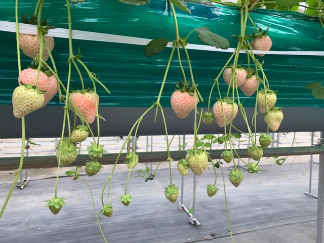 �����Ȕ��������I_���c���������_��