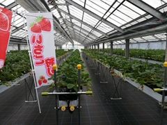 ܂΂̂Ƃ悳t@[ւ̓eʐ^1