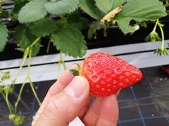 ���܂�΂���̂Ƃ悳��t�@�[�����������ւ̓��e�ʐ^2