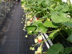 ���܂�΂���̂Ƃ悳��t�@�[�����������ւ̓��e�ʐ^4