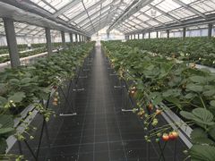 Ty[̂Ƃ悳t@[ւ̓eʐ^1