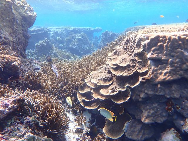 �B���ĉ��������ʐ^�ł��B_�ɗǕ����c�A�[�@�}�J�i