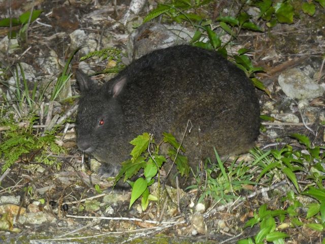 �A�}�~�m�N���E�T�M_�����l�C�`���[�K�C�h�E�V���m�[�P�����O�E�J�k�[�E�i�C�g�c�A�[