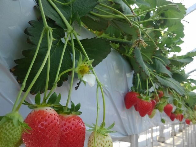 ̑Iÿ݂
_䕉݁iICHIGOYA TAKUMIj