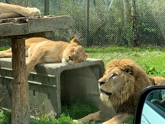 ���C�I�����߂��Ō���܂���_�ߐ{�T�t�@���p�[�N