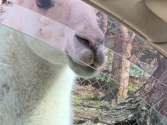 �A���p�J�߂��ɂ��܂�_�ߐ{�T�t�@���p�[�N