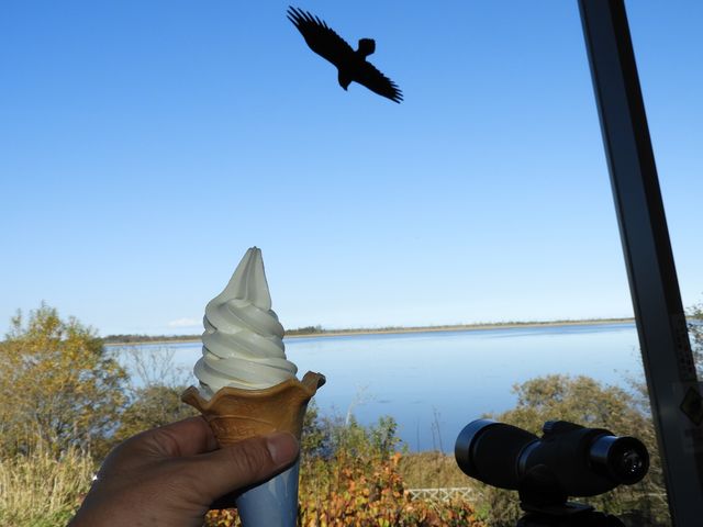 �f�U�[�g�ɂ̓\�t�g�N���[��_���̉w �X�����S�S�˂ނ�