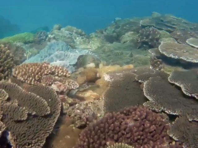 �f���炵���X��Q��_�����l�C�`���[�K�C�h�E�V���m�[�P�����O�E�J�k�[�E�i�C�g�c�A�[