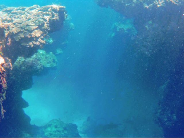 �̓��A�|�C���g_�����l�C�`���[�K�C�h�E�V���m�[�P�����O�E�J�k�[�E�i�C�g�c�A�[