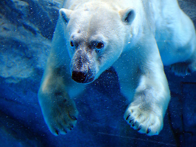 �����̑�\�̓z�b�L���N�O�}
�V���N�}�ƕ\�����Ă���܂���_�j��������GAO