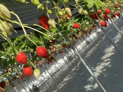 ݂ǂ񂳂䕉݁iICHIGOYA TAKUMIjւ̓eʐ^2