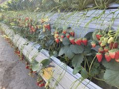 yoshi̋Rx[hւ̓eʐ^1