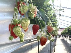 v}F[joumonfarmi傤ӂ[ށjւ̓eʐ^1