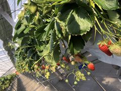 momenjoumonfarmi傤ӂ[ށjւ̓eʐ^1