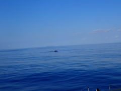 Ђ߂̃V[}bNX_CrONuւ̓eʐ^1