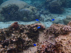 ܂񂲂Nature Guide Double Rainbow lC`[KCh@_uC{[ւ̓eʐ^1